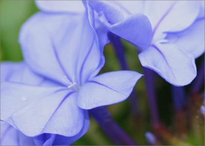 Plumbago