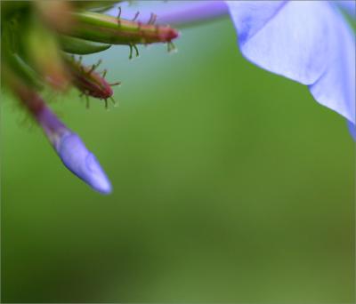 g3/49/99249/3/54699535.Plumbagoverycloseup4.jpg