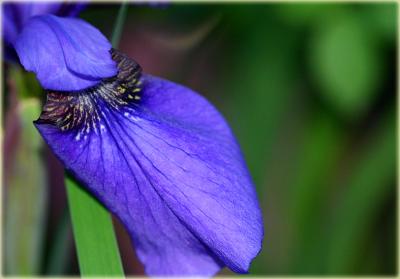 Iris petal - sibirica