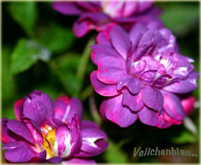 g3/49/99249/3/55072839.Veilchenblau3bloomsinDecember.jpg