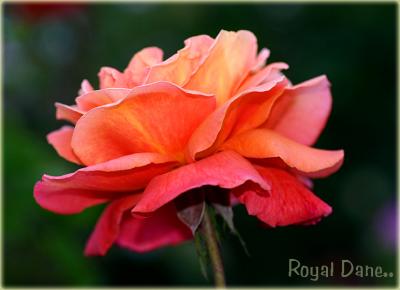 g3/49/99249/3/55101607.RoyalDaneinDecember.jpg