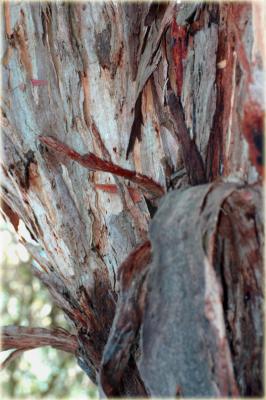 Peeling bark on ancient tree