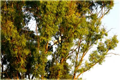 Sulphur crested cockatoos in a gum tree
