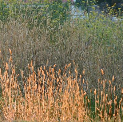 Grasses on side of road