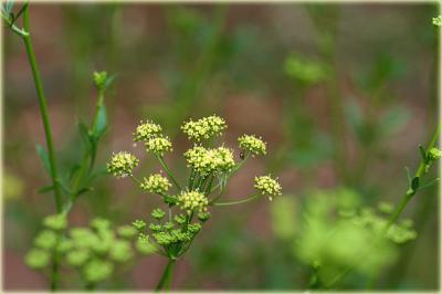 parsley gone to seed