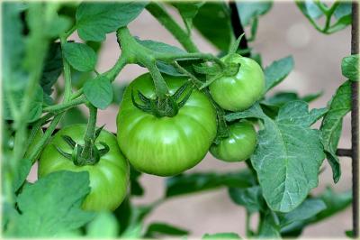 g3/49/99249/3/55347777.Dickstomatoes20061.jpg