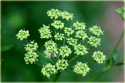 parsley flower