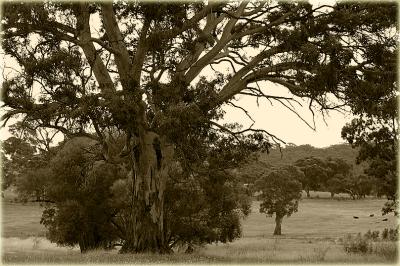 Gumtrees and cattle