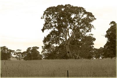 Trees and pasture