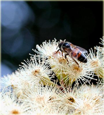 g3/49/99249/3/55561872.Beeongumblossomsmallcluster3.jpg