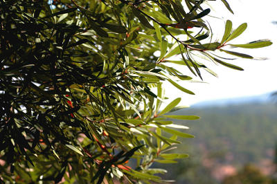 Banksia in the morning sunlight