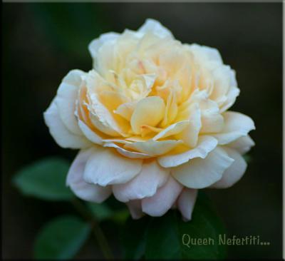 g3/49/99249/3/55804894.QueenNefertitiinFebruary.jpg