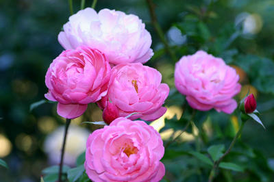 g3/49/99249/3/55805192.TheReeveinFebruarygarden.jpg