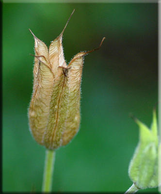 g3/49/99249/3/55842643.Aquilegiaseedcapsules16122.jpg