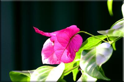 g3/49/99249/3/56111866.Bouganvillea2.jpg