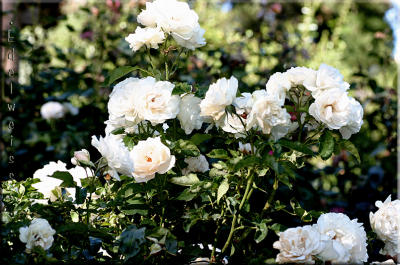 g3/49/99249/3/56329987.Edelweissgardenshot1701061.jpg