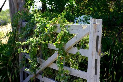 g3/49/99249/3/56388699.Farmgate1.jpg