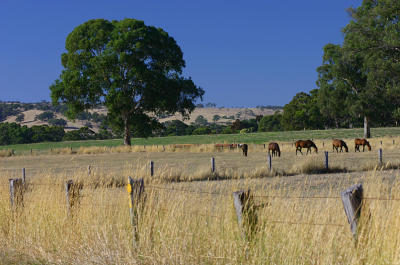 g3/49/99249/3/56634254.Horsesgrazing2802061Blewitspringsrd.jpg