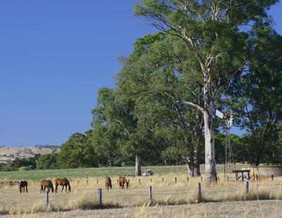 Horses grazing