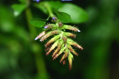 Plumbago bud
