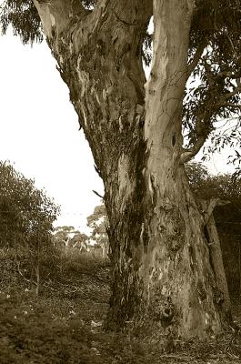 Our other ancient gumtree