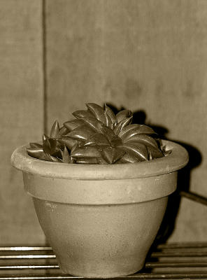 Succulent in an earthenware pot