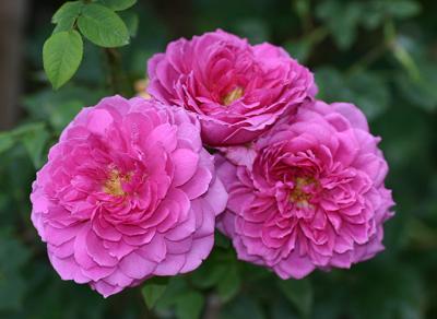 g3/49/99249/3/56778233.DeaneRoss3blooms0303061.jpg