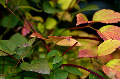 Clematis