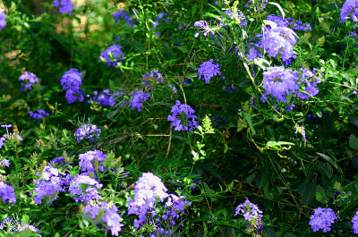 Plumbago from above