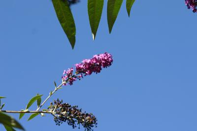 Buddleia