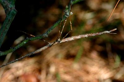 g3/49/99249/3/57053155.Stickinsectonrosebush2.jpg