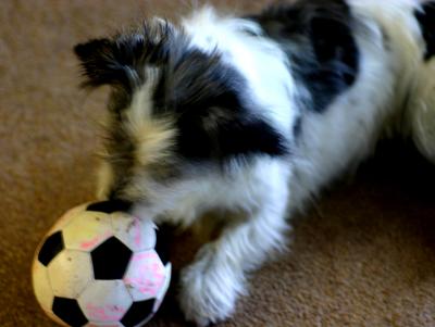 Gemma and the ball