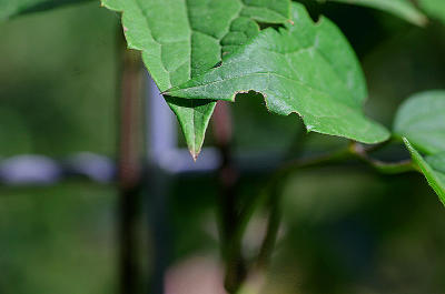 Clematis leaves