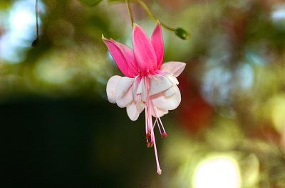 Pink  & white