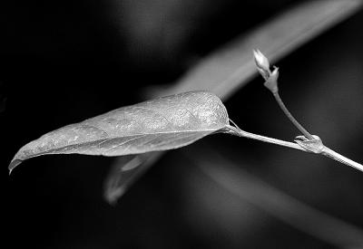 Leaf on hardenbergia