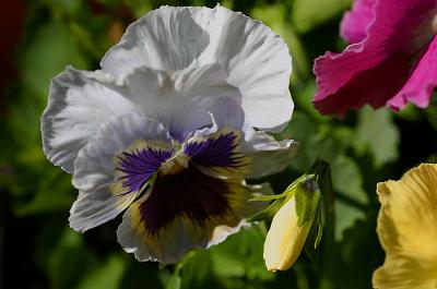 Pansies