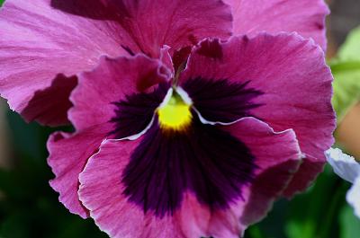 Pink pansy