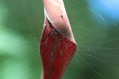 Leaf spider