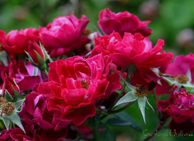 g3/49/99249/3/57431151.CardinalHumelargecluster180306.3.jpg