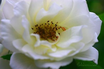 g3/49/99249/3/57487206.Edelweiss180306.2.jpg