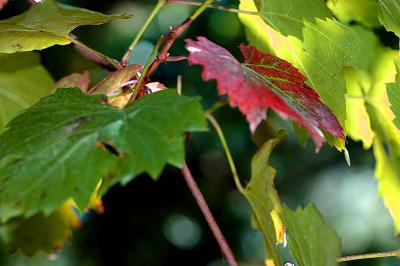 Vine - first signs