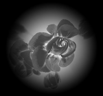 g3/49/99249/3/57588292.Pelappleblossom220306.1neg.circ.jpg
