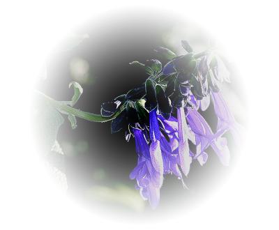 g3/49/99249/3/57696824.Bluesalvia250306.4.circ.jpg