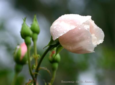 Baby pink