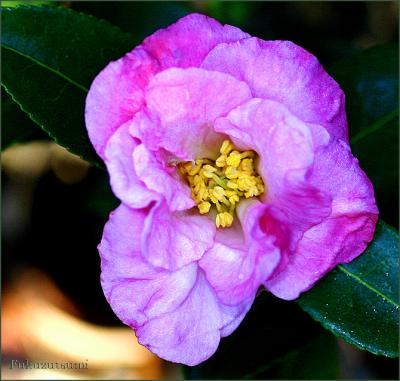 First camellia for 2006