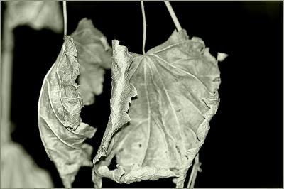 Dead leaves swinging in a breeze