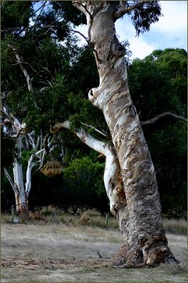 Tree with a twisted trunk