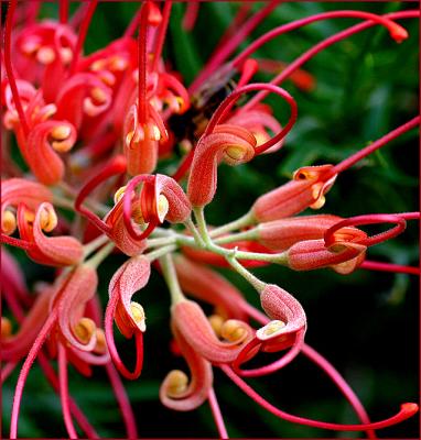 Grevillea