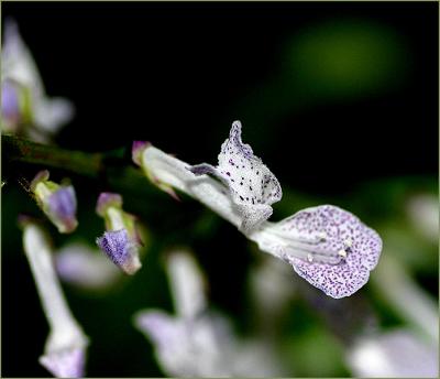 Tiny flowers