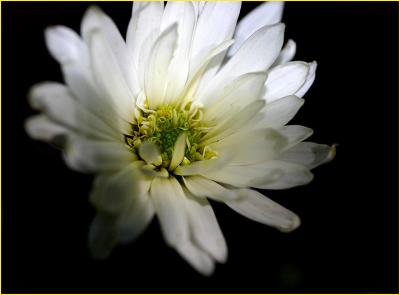 White Chrysanthemum